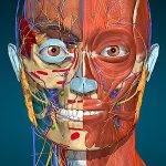 img [ANDROID] Anatomy Learning - Anatomía 3D Full v3.1.466 Mod .apk - ITA